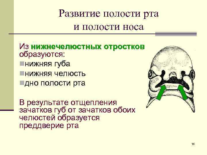 Эмбриогенез ротовой полости презентация