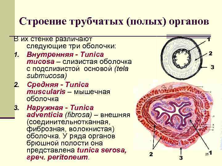 Общий план строения органа