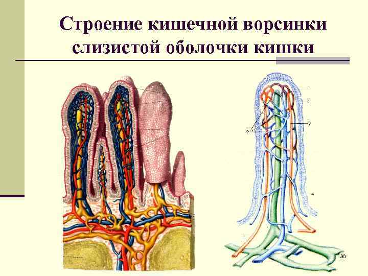 Схема строения ворсинки кишечника