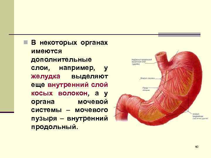 Стенки желудка норма