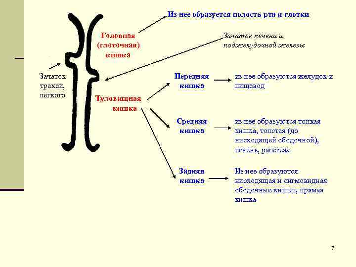 Полость появиться. Что развивается из глоточной кишки. Передний отдел туловищной кишки. Из переднего отдела туловищной кишки развиваются. Производные туловищной кишки.