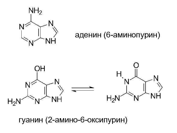 аденин (6 -аминопурин) гуанин (2 -амино-6 -оксипурин) 