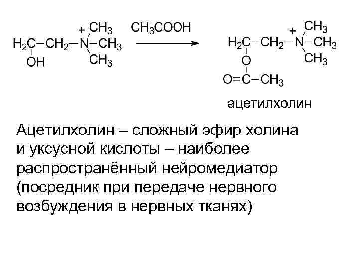 ацетилхолин Ацетилхолин – сложный эфир холина и уксусной кислоты – наиболее распространённый нейромедиатор (посредник
