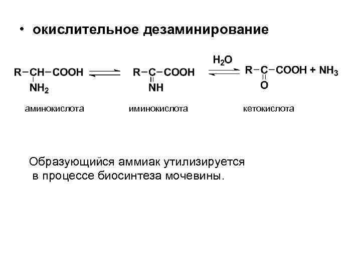  • окислительное дезаминирование аминокислота иминокислота кетокислота Образующийся аммиак утилизируется в процессе биосинтеза мочевины.
