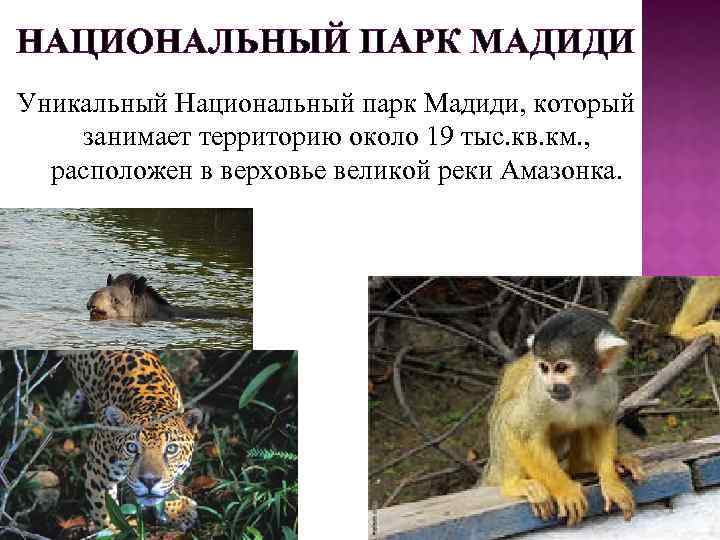 НАЦИОНАЛЬНЫЙ ПАРК МАДИДИ Уникальный Национальный парк Мадиди, который занимает территорию около 19 тыс. кв.