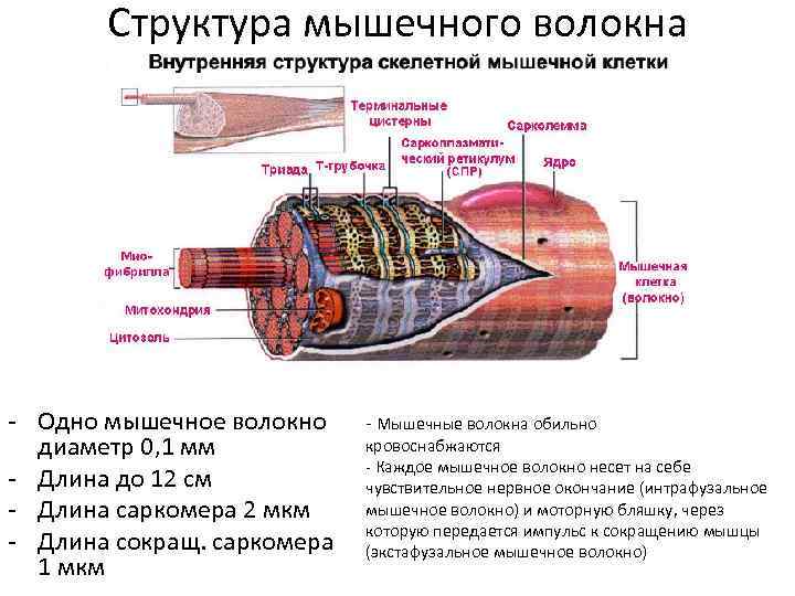 Структура мышечного волокна - Одно мышечное волокно диаметр 0, 1 мм - Длина до