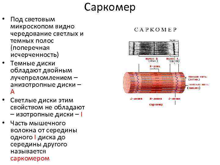 Саркомер • Под световым микроскопом видно чередование светлых и темных полос (поперечная исчерченность) •