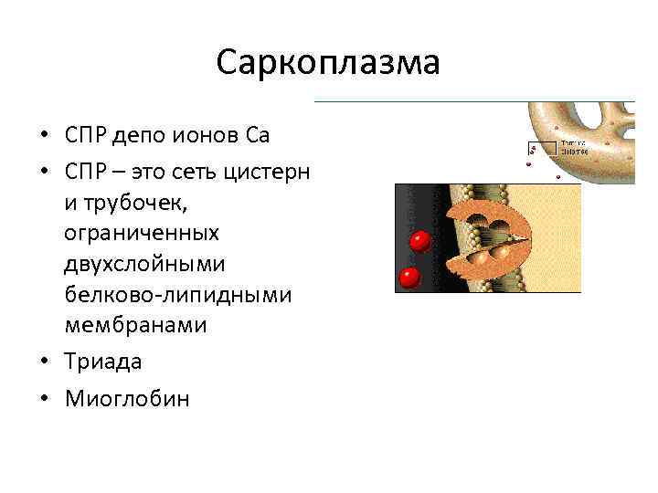 Саркоплазма • СПР депо ионов Са • СПР – это сеть цистерн и трубочек,