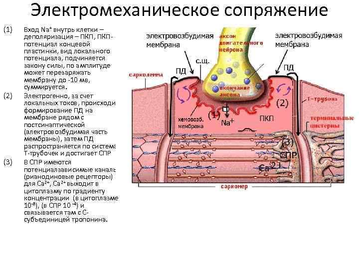 Электромеханическое сопряжение (1) (2) (3) Вход Na+ внутрь клетки – деполяризация – ПКП, ПКПпотенциал