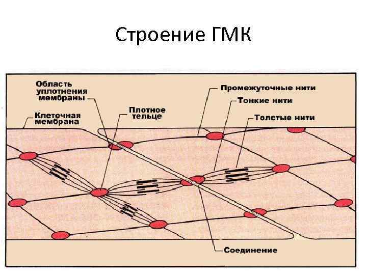 Строение ГМК 