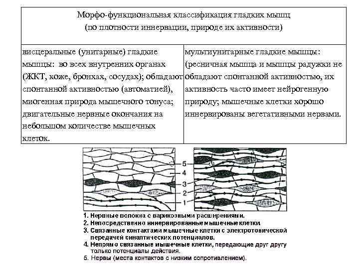 Морфо-функциональная классификация гладких мышц (по плотности иннервации, природе их активности) висцеральные (унитарные) гладкие мультиунитарные