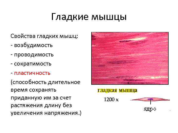 Гладкие мышцы Свойства гладких мышц: - возбудимость - проводимость - сократимость - пластичность (способность