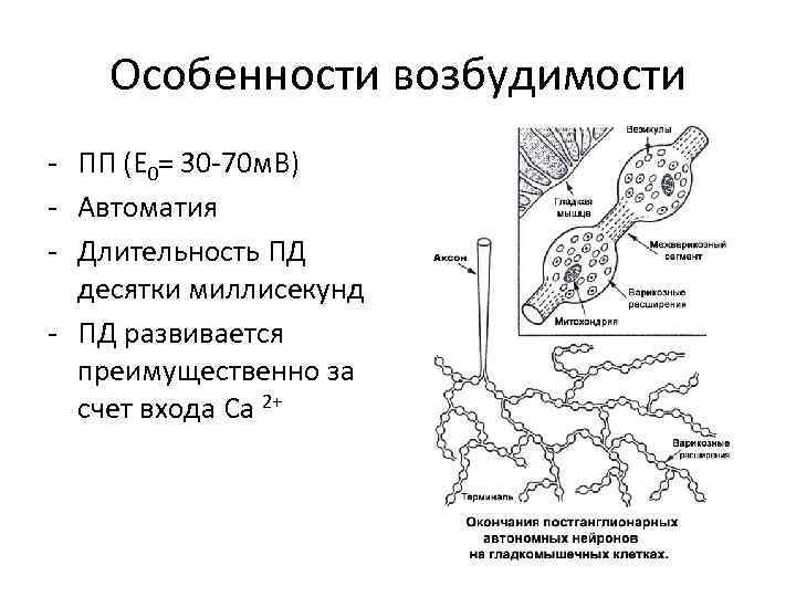 Особенности возбудимости - ПП (Е 0= 30 -70 м. В) - Автоматия - Длительность