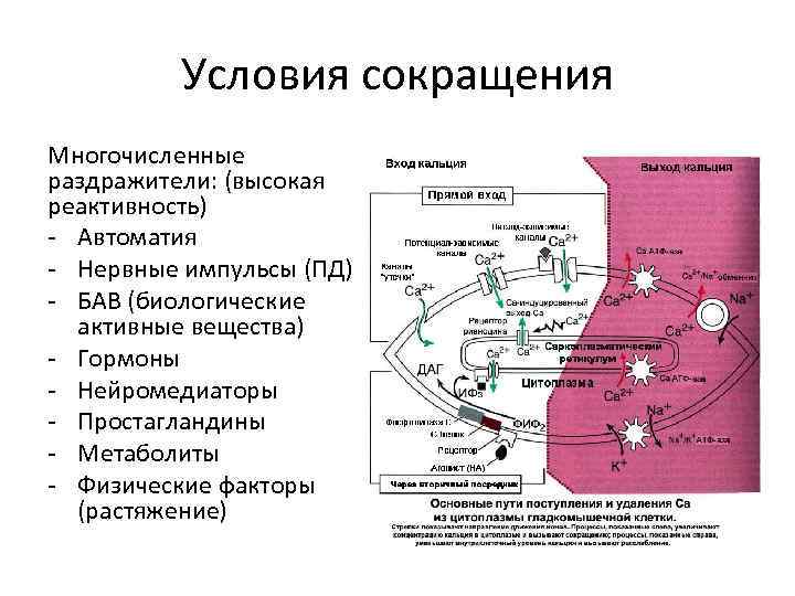 Условия сокращения Многочисленные раздражители: (высокая реактивность) - Автоматия - Нервные импульсы (ПД) - БАВ