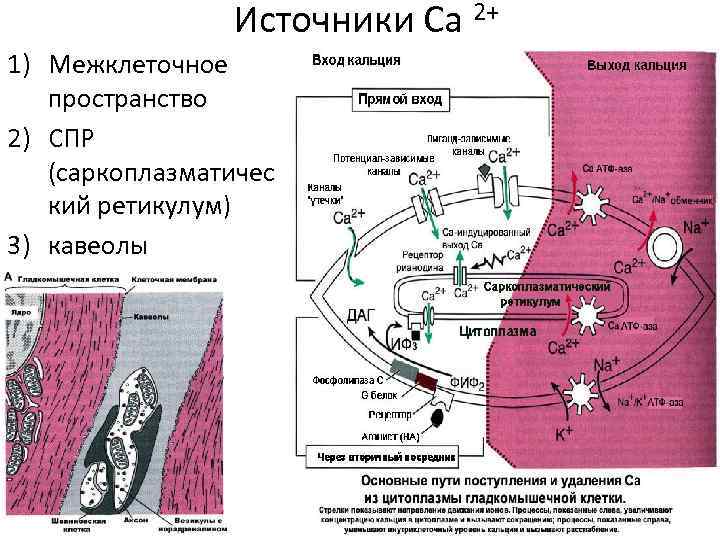 Источники Са 2+ 1) Межклеточное пространство 2) СПР (саркоплазматичес кий ретикулум) 3) кавеолы 