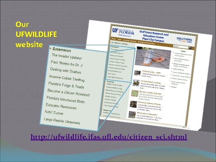 Our UFWILDLIFE website http: //ufwildlife. ifas. ufl. edu/citizen_sci. shtml 