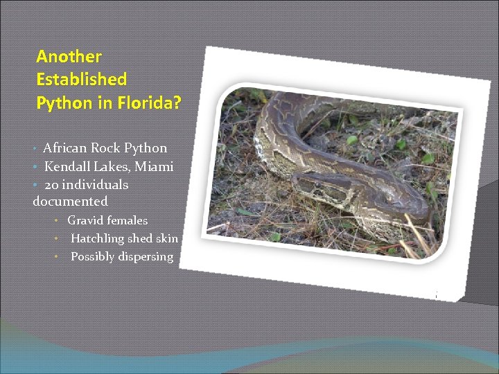 Another Established Python in Florida? • African Rock Python • Kendall Lakes, Miami •