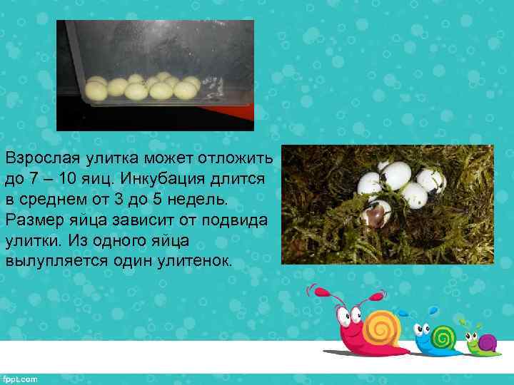 Взрослая улитка может отложить до 7 – 10 яиц. Инкубация длится в среднем от