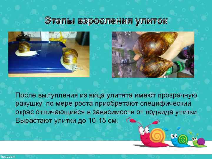 Этапы взросления улиток После вылупления из яйца улитята имеют прозрачную ракушку, по мере роста