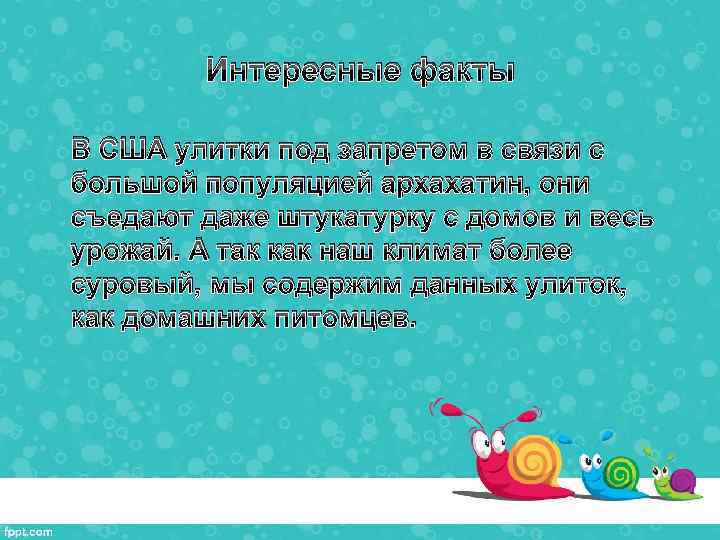 Интересные факты В США улитки под запретом в связи с большой популяцией архахатин, они
