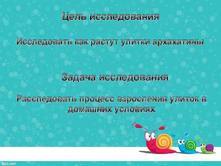 Цель исследования Исследовать как растут улитки архахатины Задача исследования Расследовать процесс взросления улиток в