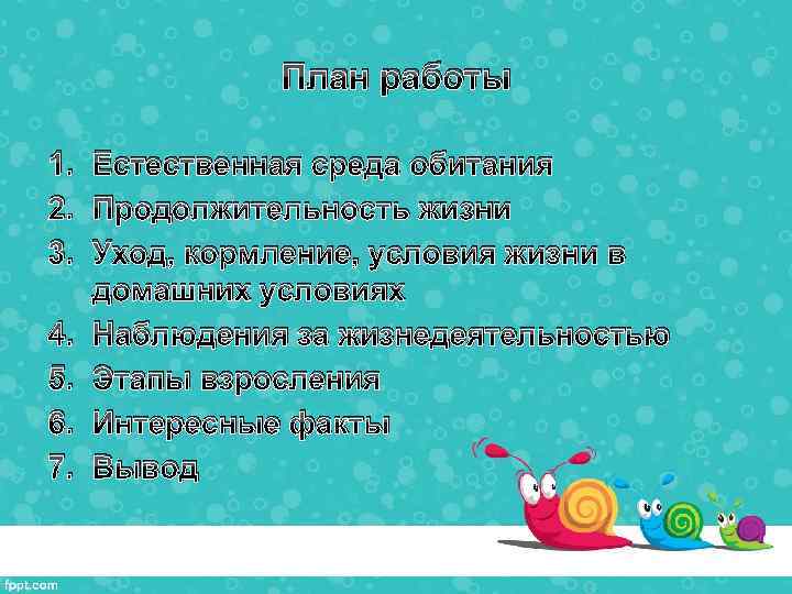 План работы 1. Естественная среда обитания 2. Продолжительность жизни 3. Уход, кормление, условия жизни