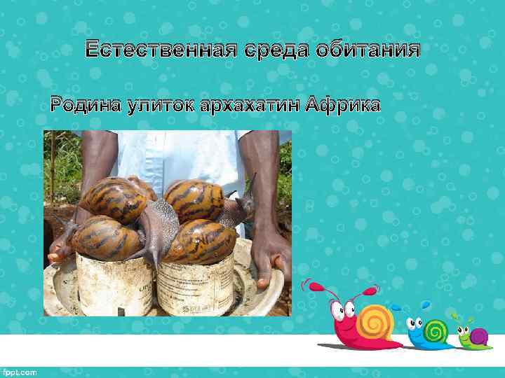 Естественная среда обитания Родина улиток архахатин Африка 