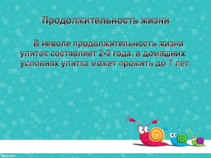 Продолжительность жизни В неволе продолжительность жизни улиток составляет 2 -3 года, в домашних условиях