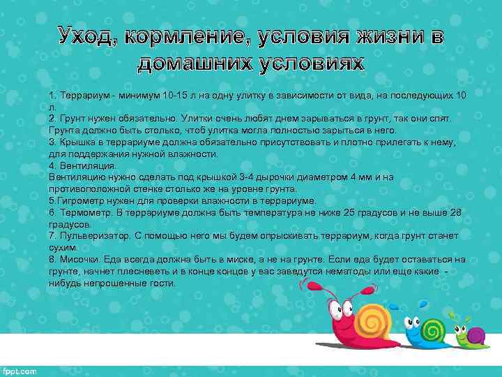 Уход, кормление, условия жизни в домашних условиях 1. Террариум - минимум 10 -15 л