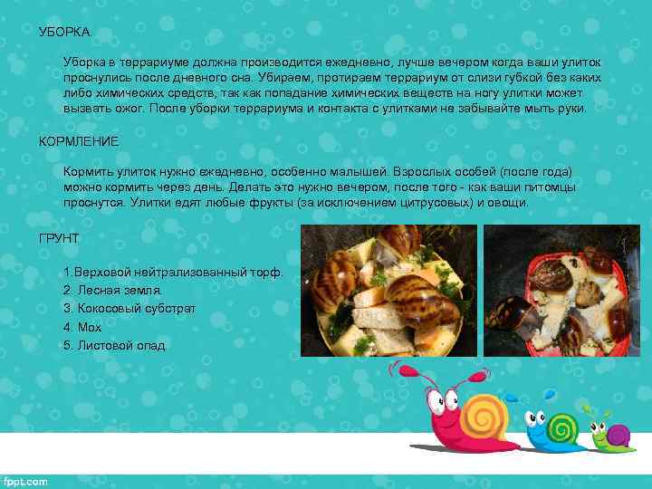 УБОРКА. Уборка в террариуме должна производится ежедневно, лучше вечером когда ваши улиток проснулись после