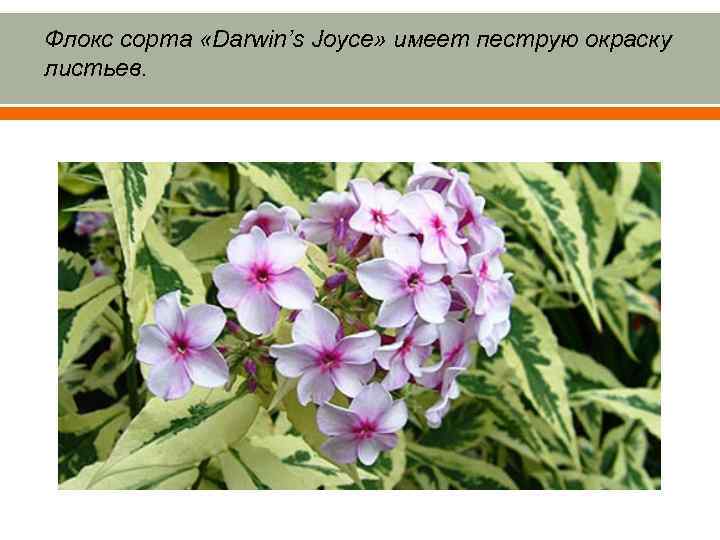 Флокс сорта «Darwin’s Joyce» имеет пеструю окраску листьев. 