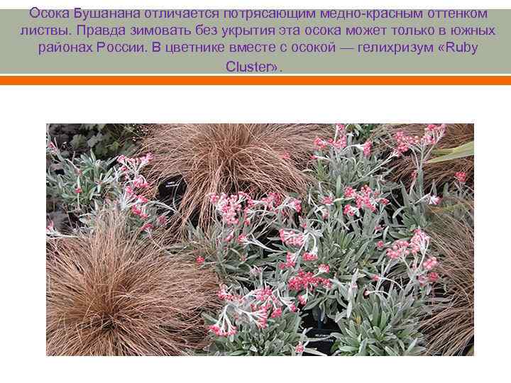 Осока Бушанана отличается потрясающим медно-красным оттенком листвы. Правда зимовать без укрытия эта осока может