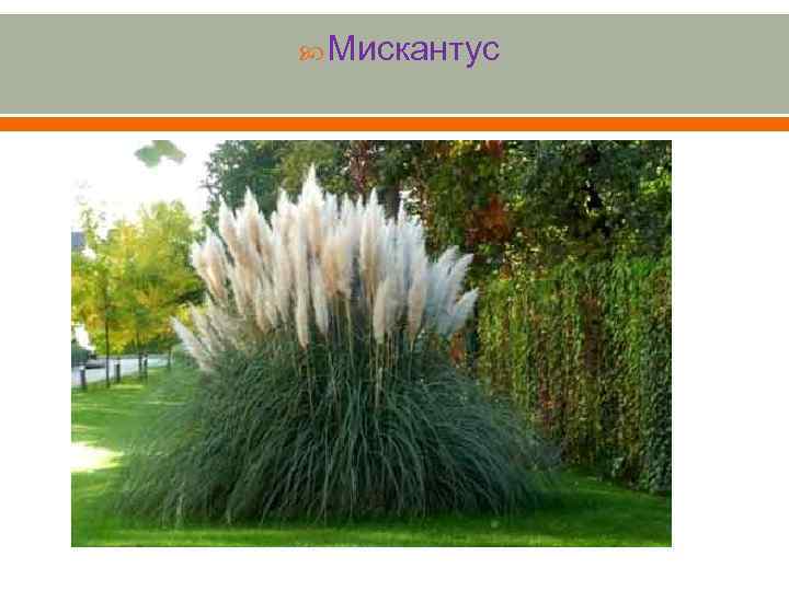  Мискантус 