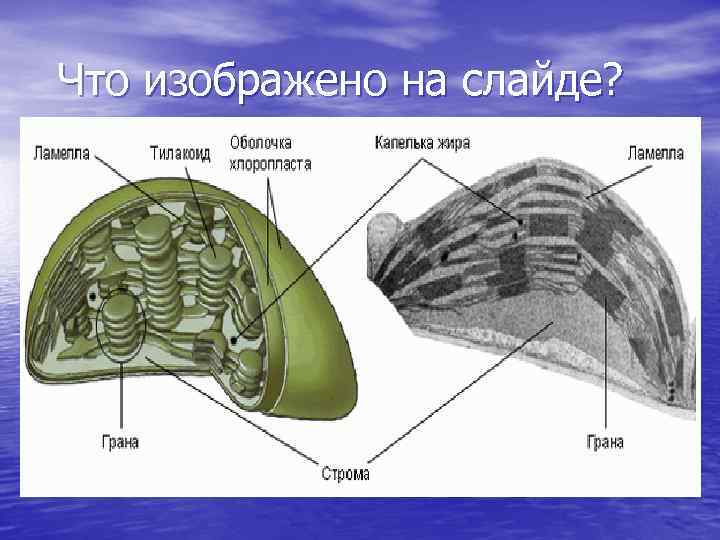 Что изображено на слайде? 