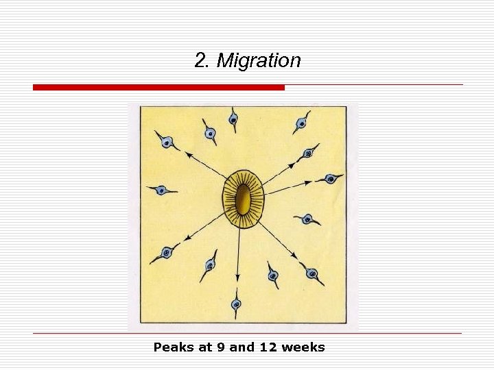 2. Migration Peaks at 9 and 12 weeks 