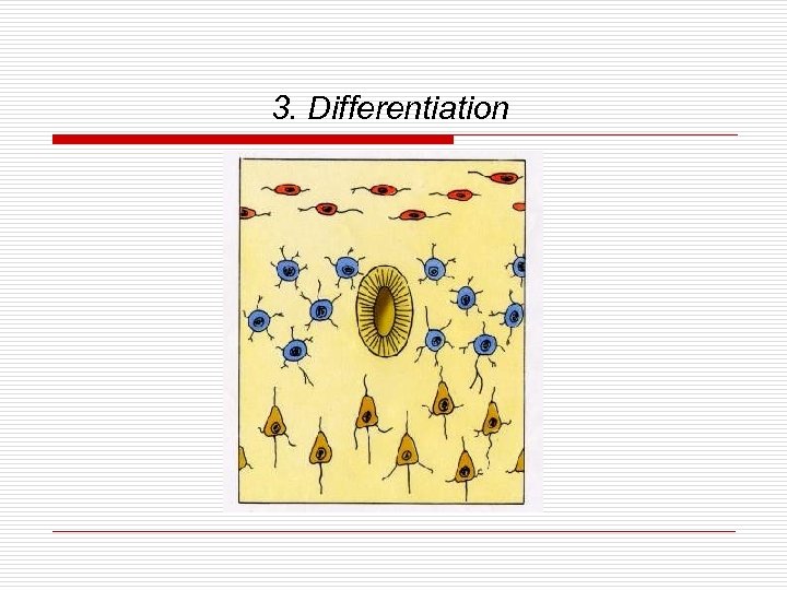 3. Differentiation 