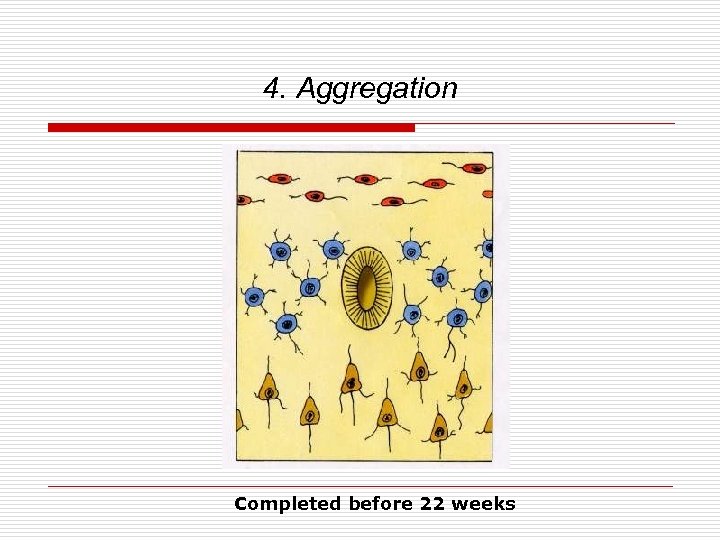 4. Aggregation Completed before 22 weeks 