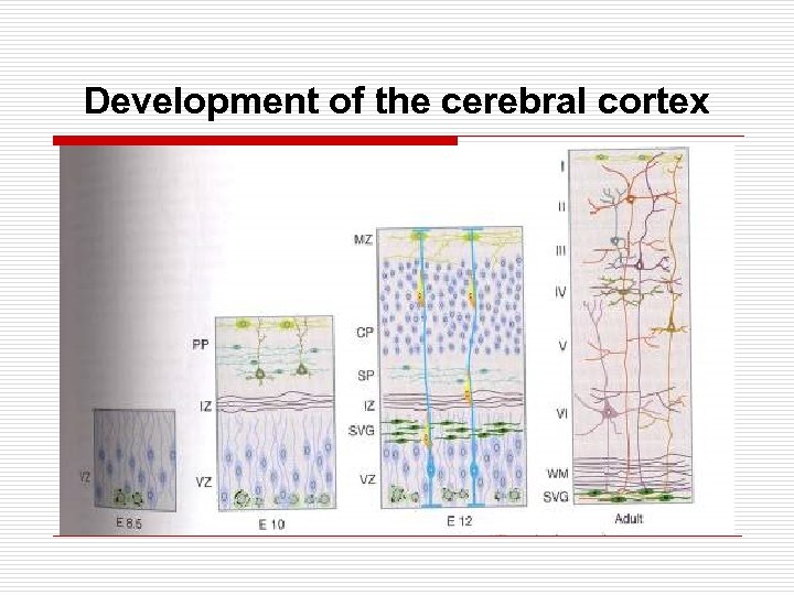 Development of the cerebral cortex 