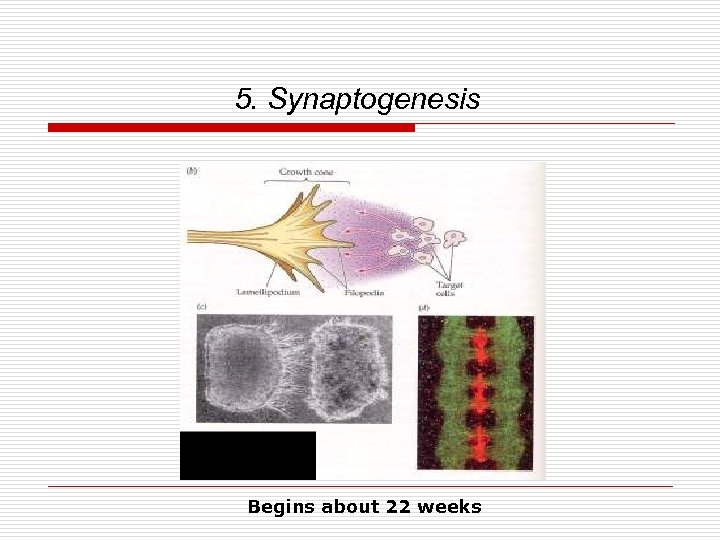 5. Synaptogenesis Begins about 22 weeks 