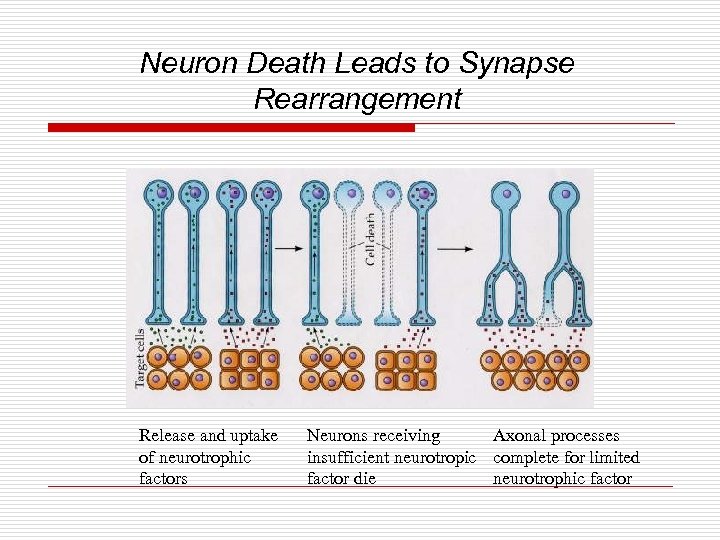 Neuron Death Leads to Synapse Rearrangement Release and uptake of neurotrophic factors Neurons receiving