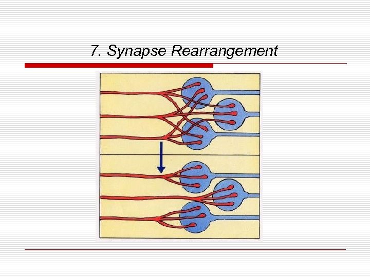 7. Synapse Rearrangement 