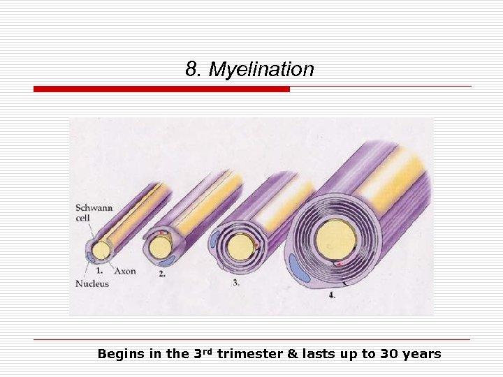 8. Myelination Begins in the 3 rd trimester & lasts up to 30 years