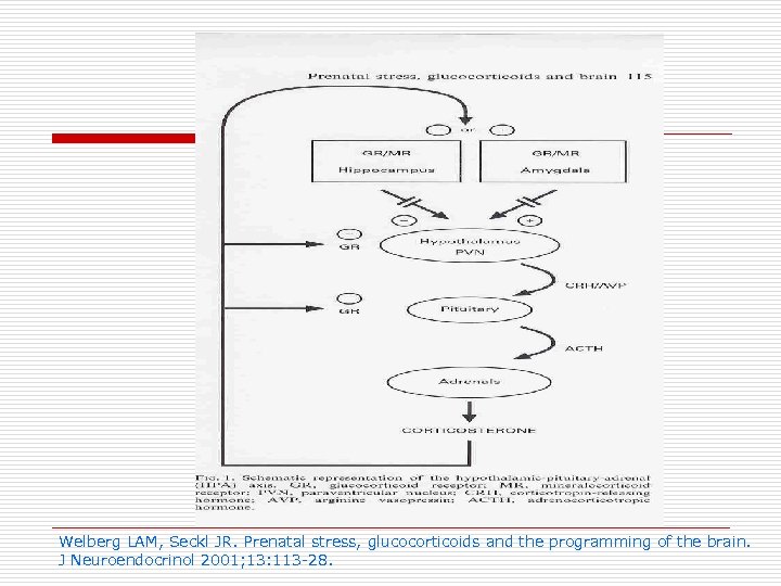 Welberg LAM, Seckl JR. Prenatal stress, glucocorticoids and the programming of the brain. J