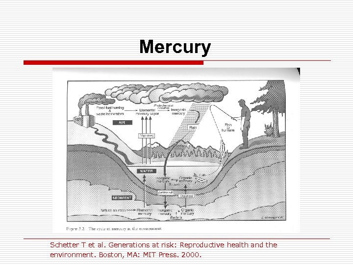 Mercury Schetter T et al. Generations at risk: Reproductive health and the environment. Boston,