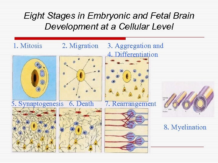 Eight Stages in Embryonic and Fetal Brain Development at a Cellular Level 1. Mitosis