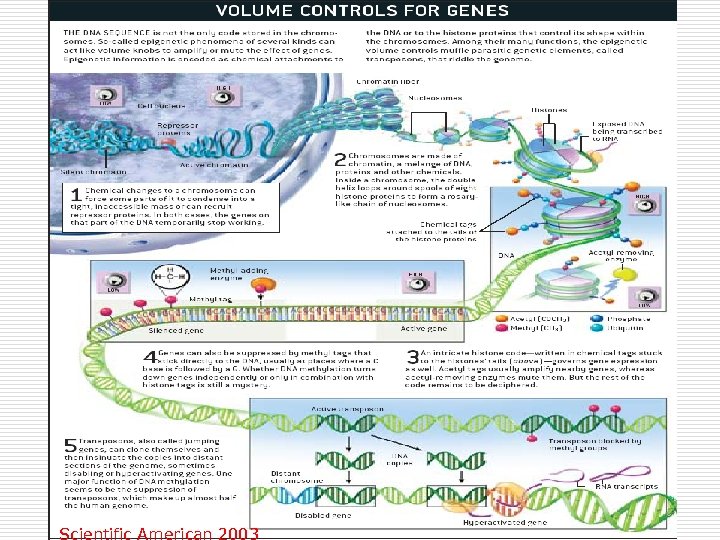 Scientific American 2003 