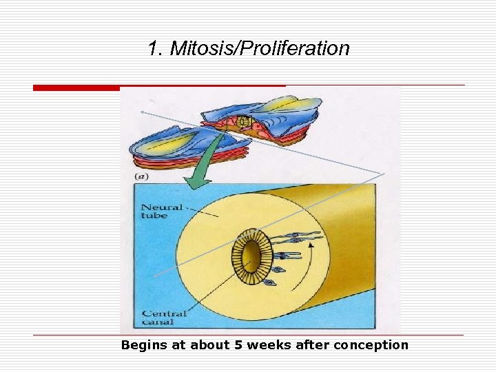 1. Mitosis/Proliferation Begins at about 5 weeks after conception 