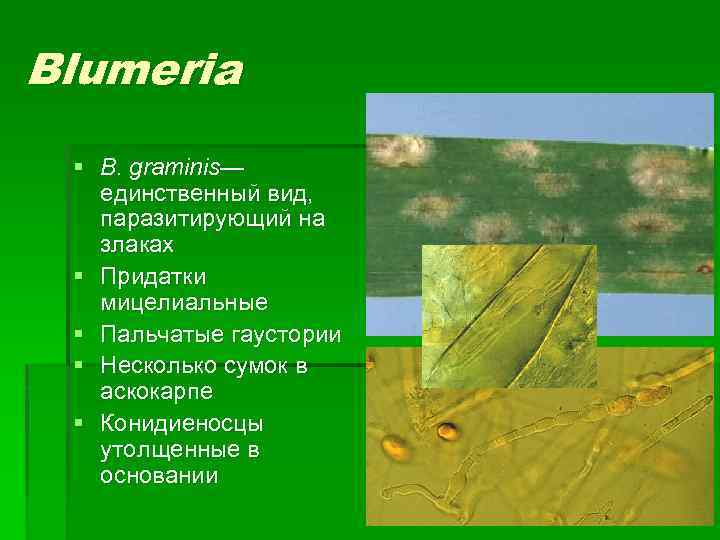 Blumeria § B. graminis— единственный вид, паразитирующий на злаках § Придатки мицелиальные § Пальчатые
