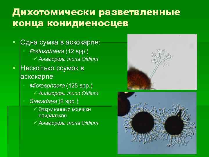 Дихотомически разветвленные конца конидиеносцев § Одна сумка в аскокарпе: • Podosphaera (12 spp. )