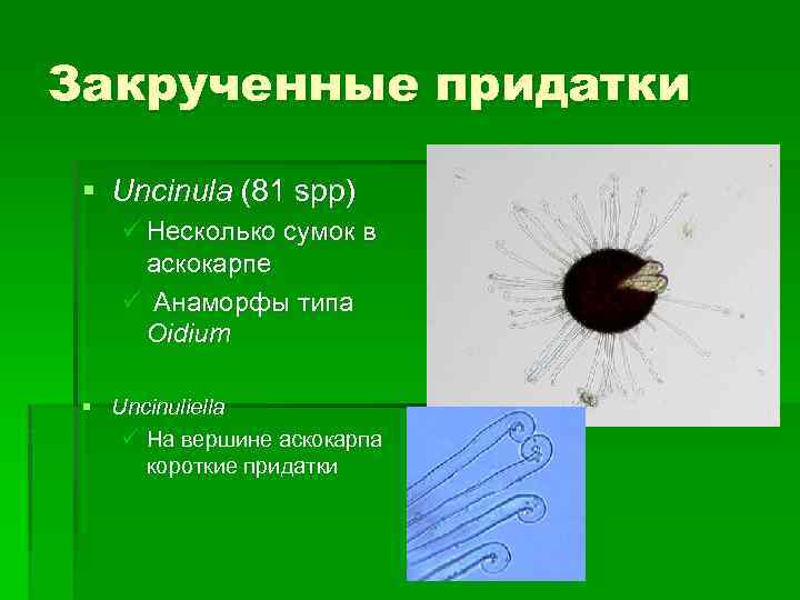 Закрученные придатки § Uncinula (81 spp) ü Несколько сумок в аскокарпе ü Анаморфы типа